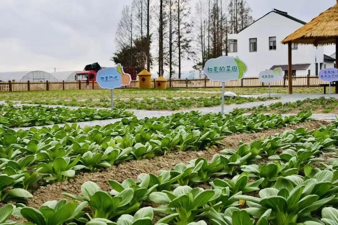 尊龙凯时·(中国)AG旗舰厅官网乡村更有活力村民更加富足浦东美丽乡村建设有力有效(图5)