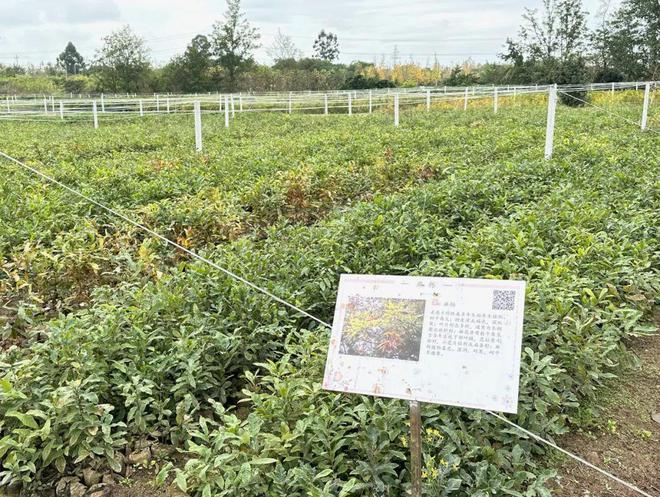 尊龙凯时ag旗舰厅龙泉山城市森林公园建设苗木从哪里来？(图3)