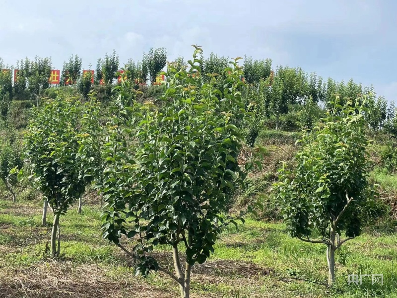 尊龙凯时ag旗舰厅新征程 新样范｜三江村：打造“花果山” 引领“致富路”(图2)