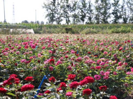 尊龙凯时ag旗舰厅“莫奈花园”带领乡村致富走“花”路(图1)