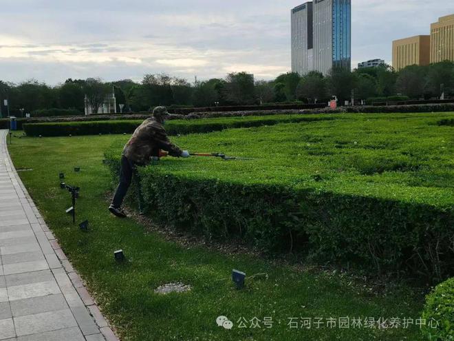 尊龙凯时·(中国)AG旗舰厅官网园林绿化养护中心开展夏季苗木修剪 提升绿化景观效(图2)